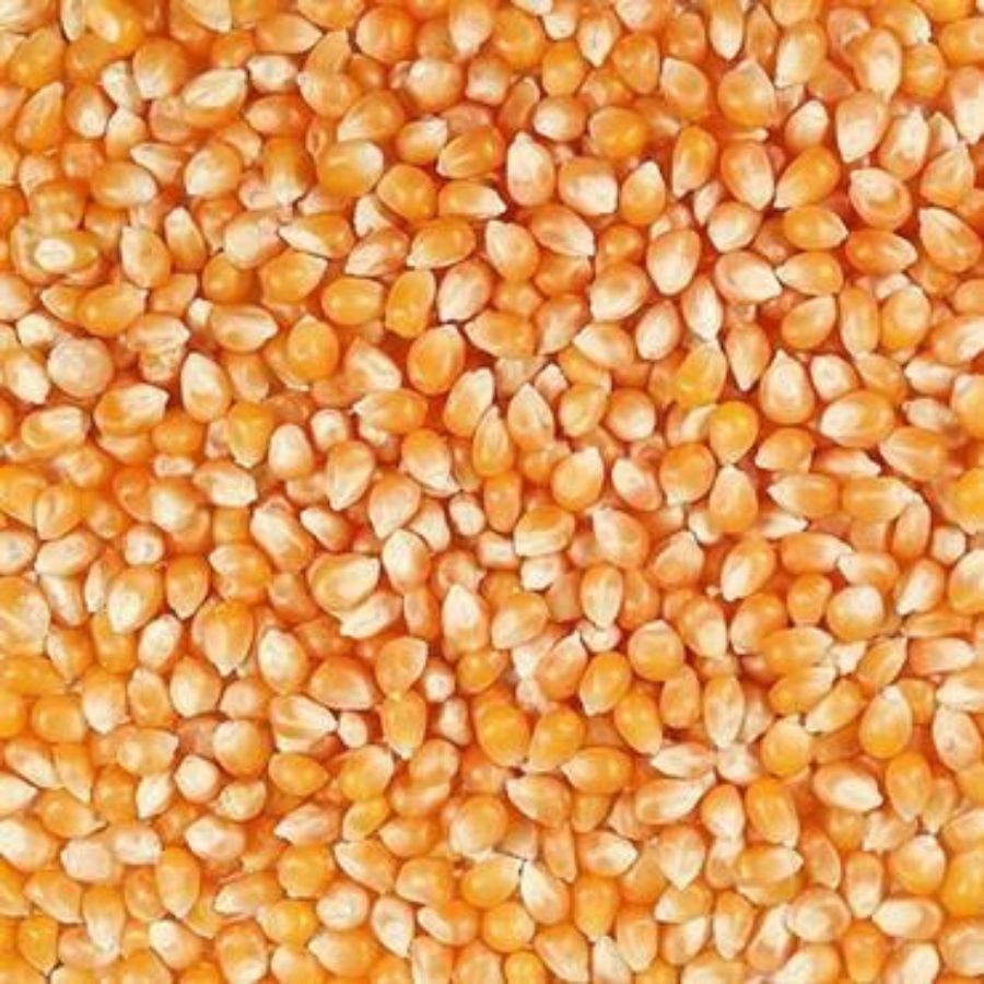 Organic Yellow Popcorn Kernals | Pack of 2 | 2 lb | Non-GMO | Shipping Included | Grain Place Foods