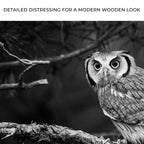 Black And White Owl Canvas Wall Art