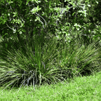 African Lily – 25 Seeds