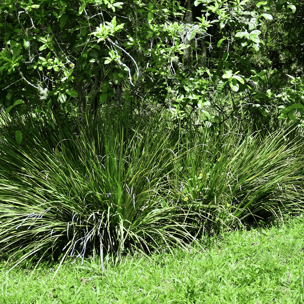 African Lily – 25 Seeds