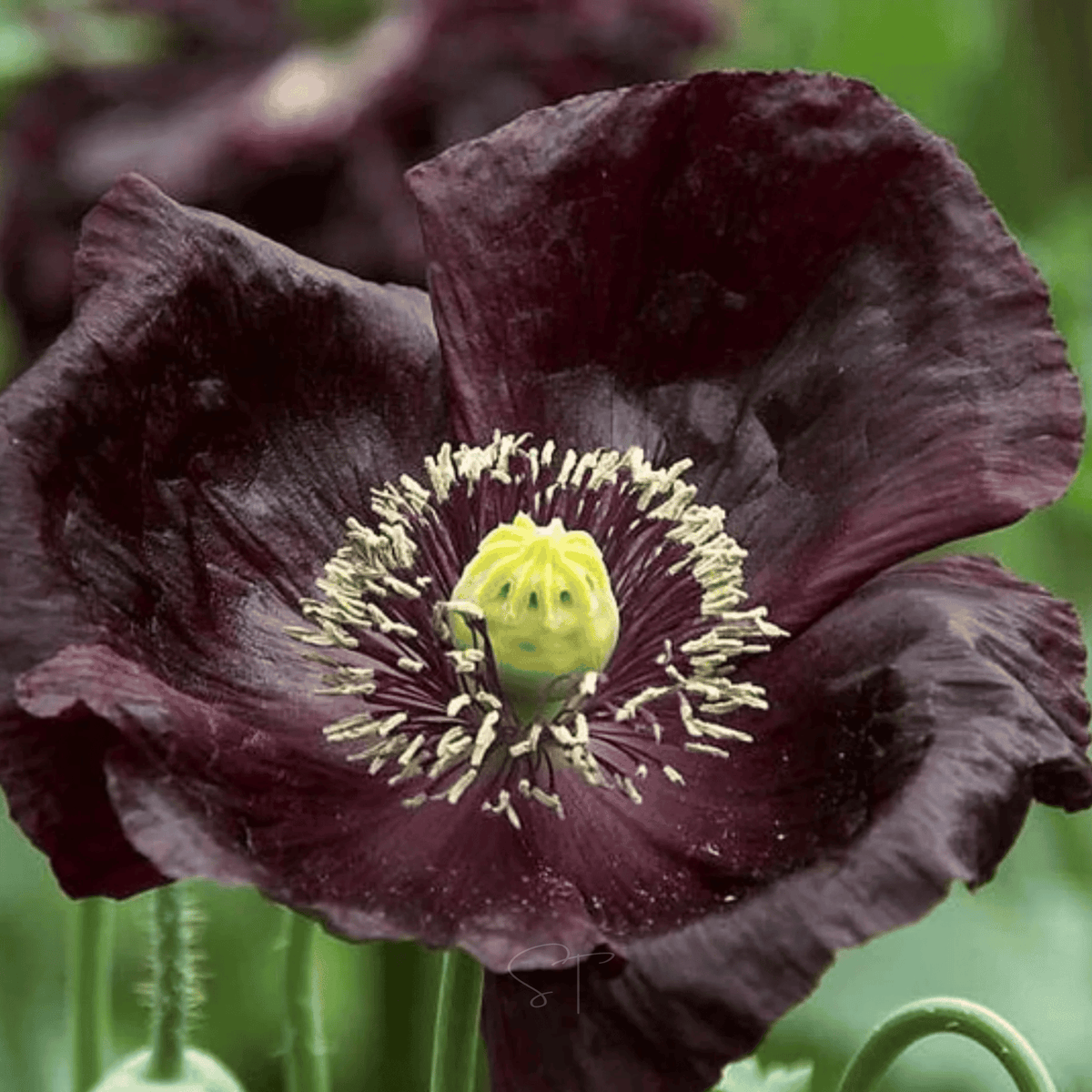 After Midnight Poppy – 100 Seeds