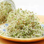 Alfalfa Sprout – 500 Seeds