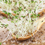 Alfalfa Sprout – 500 Seeds