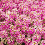 Pink Dwarf Sweet Alyssum – 250 Seeds