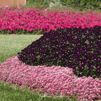 Pink Dwarf Sweet Alyssum – 250 Seeds