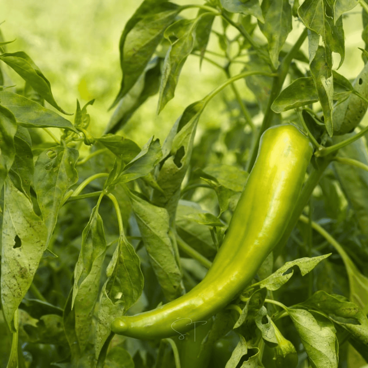 Anaheim Chili Pepper – 25 Seeds