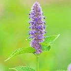 Anise Hyssop – 200 Seeds