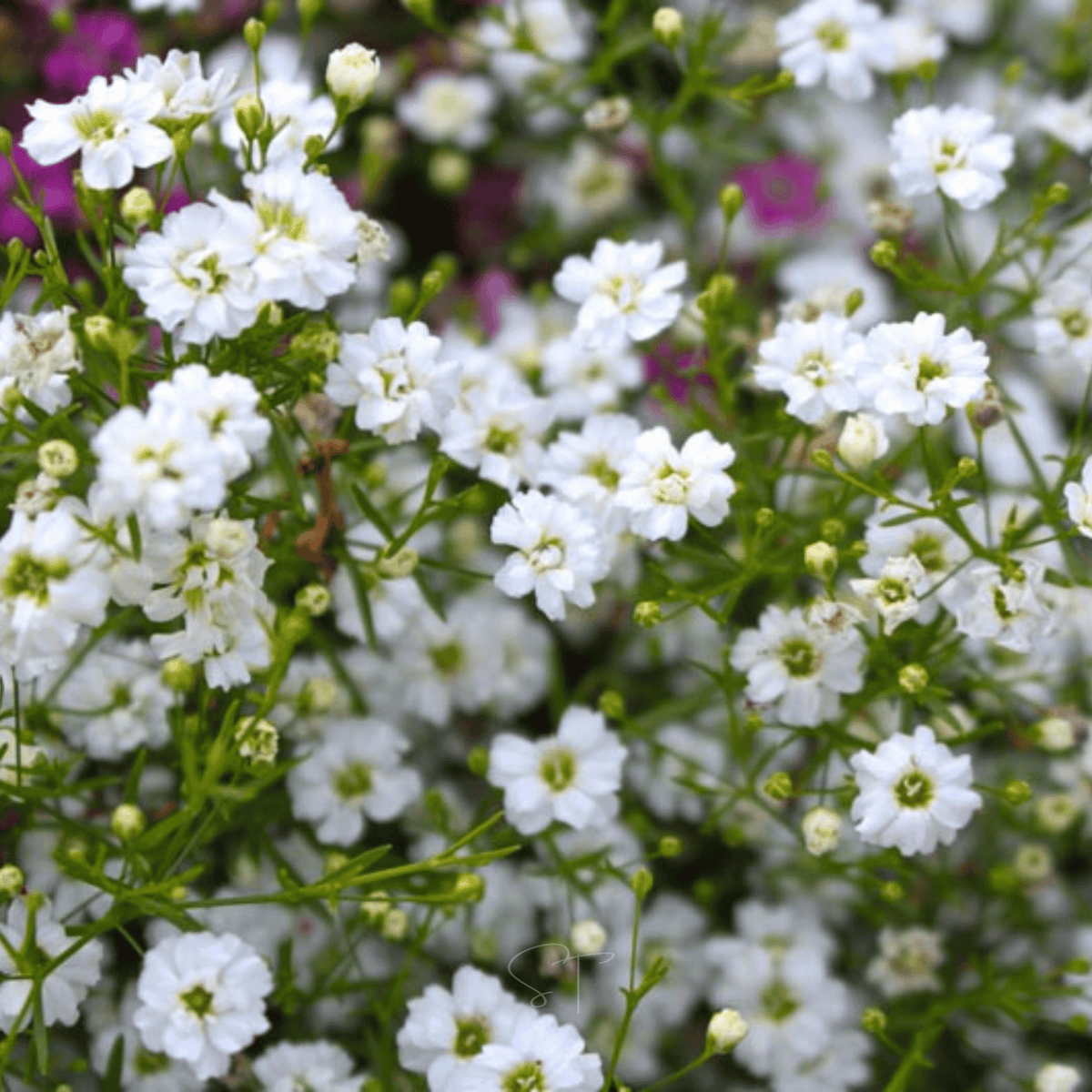 Annual Baby’s Breath (Covenant Garden) – 500 Seeds
