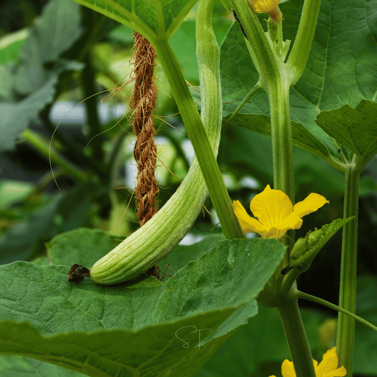 Armenian Yard-Long Cucumber – 30 Seeds