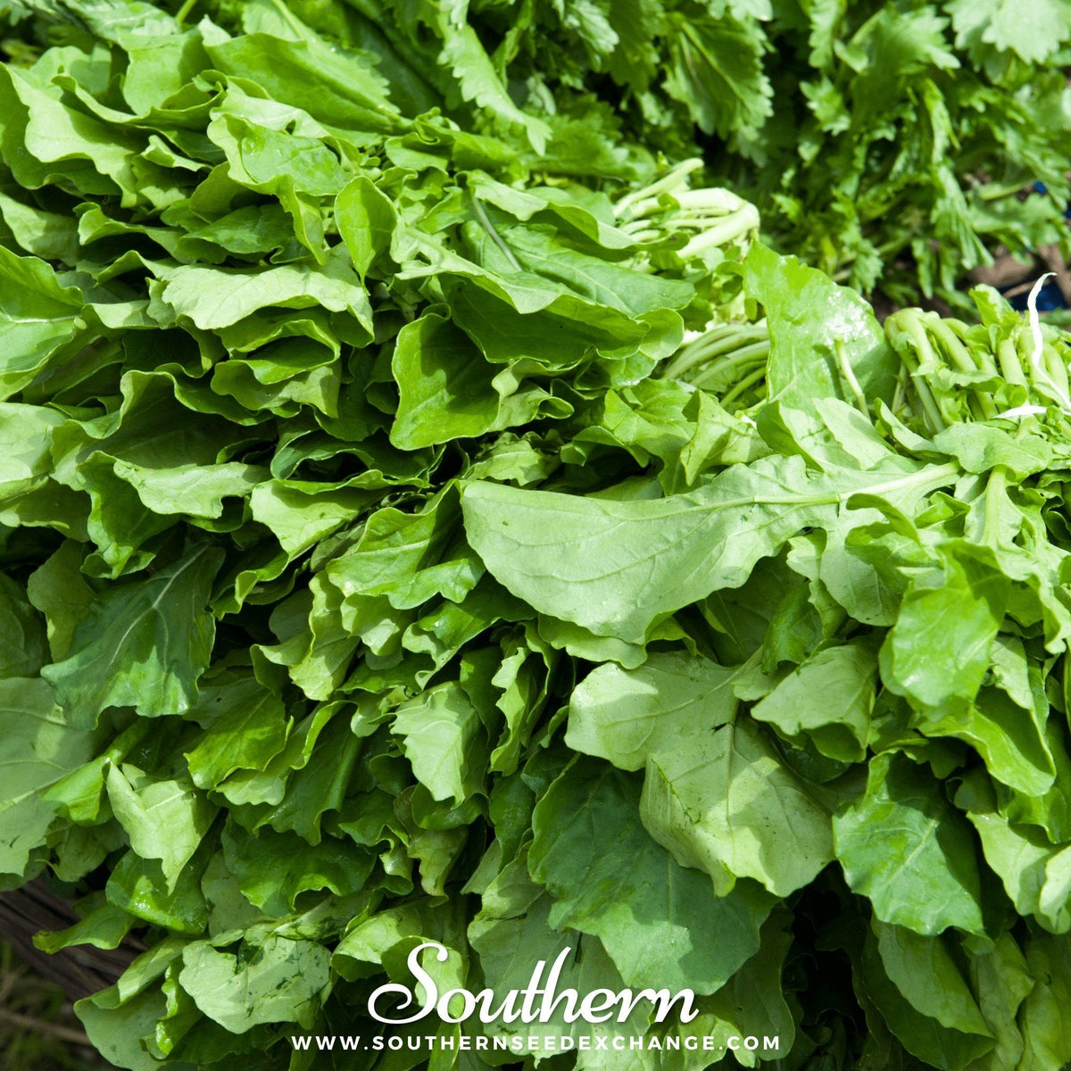 Roquette Arugula – 200 Seeds