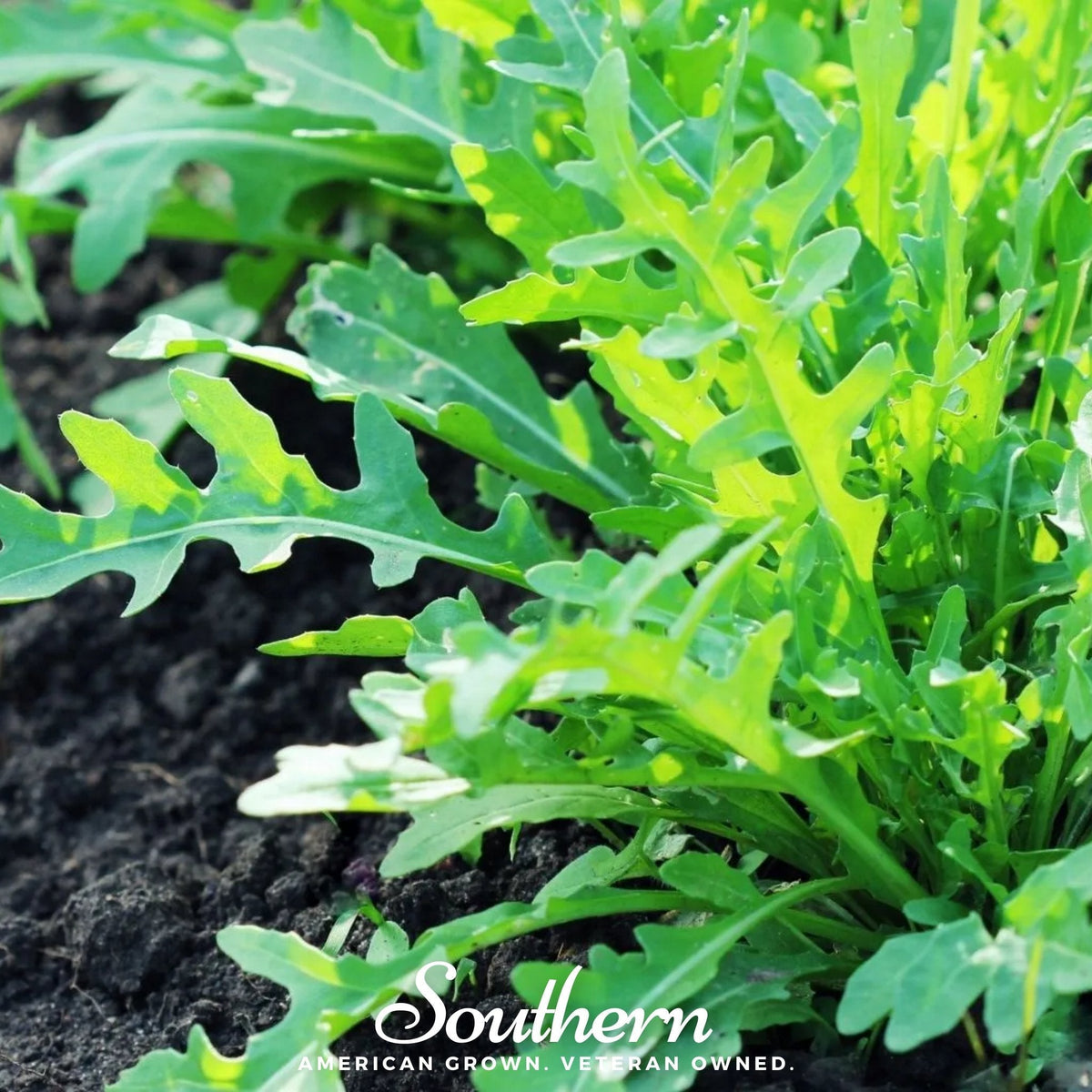 Wild Arugula – 500 Seeds