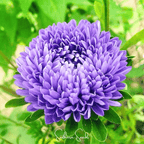 Lavender Gremlin Aster – 50 Seeds