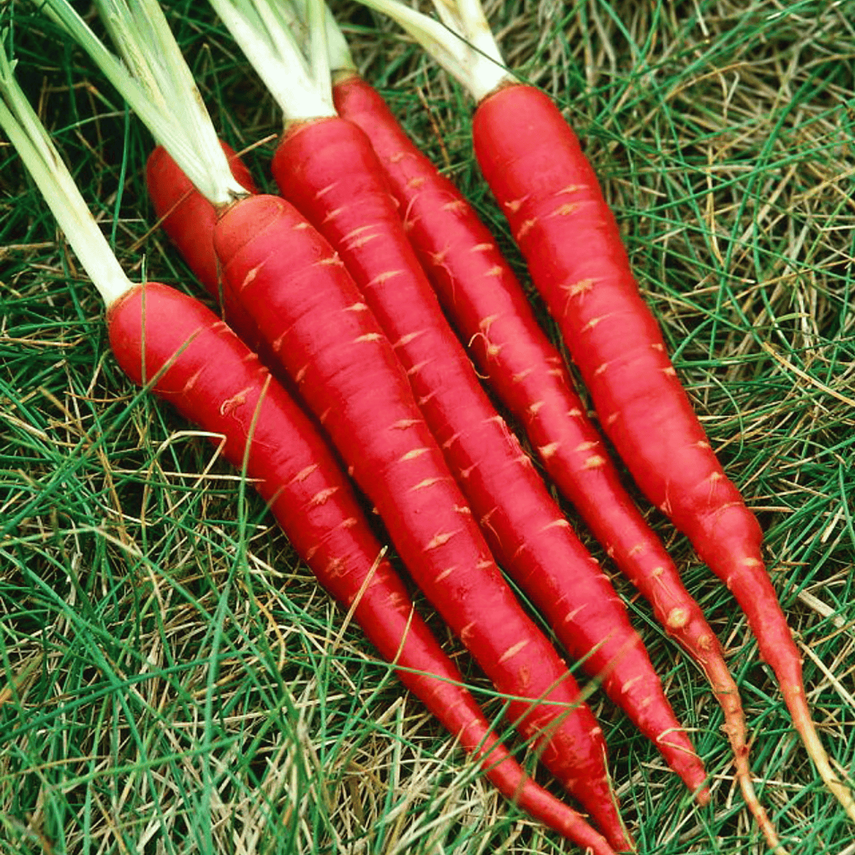 Atomic Red Carrot – 250 Seeds