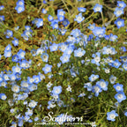 Baby Blue Eyes – 200 Seeds