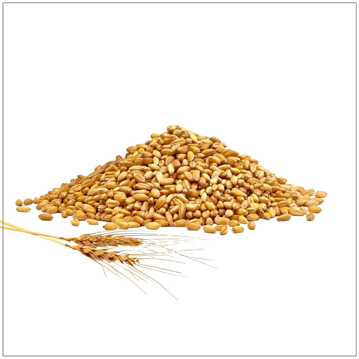 Barley Whole