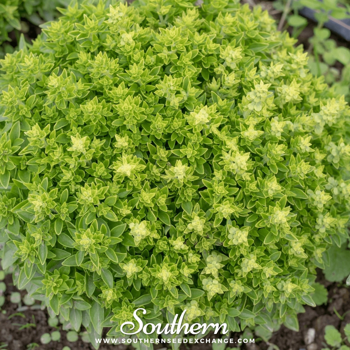 Piccolino Basil – 20 Seeds