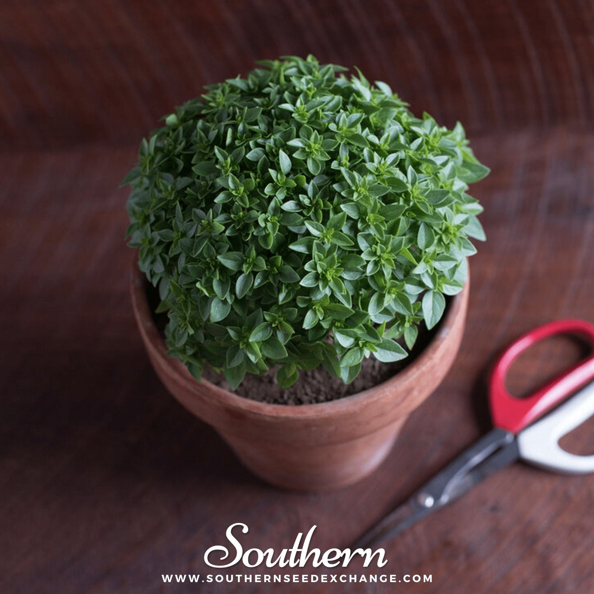 Piccolino Basil – 20 Seeds
