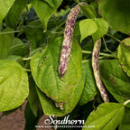 Dragon's Tongue Bean (Bush) – 20 Seeds