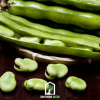 Broad Windsor Fava Bean – 10 Seeds