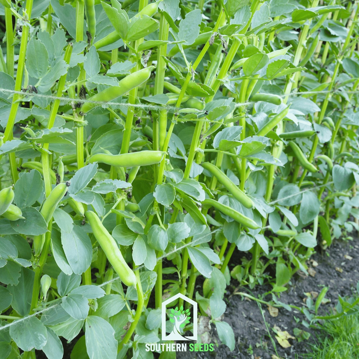 Broad Windsor Fava Bean – 10 Seeds