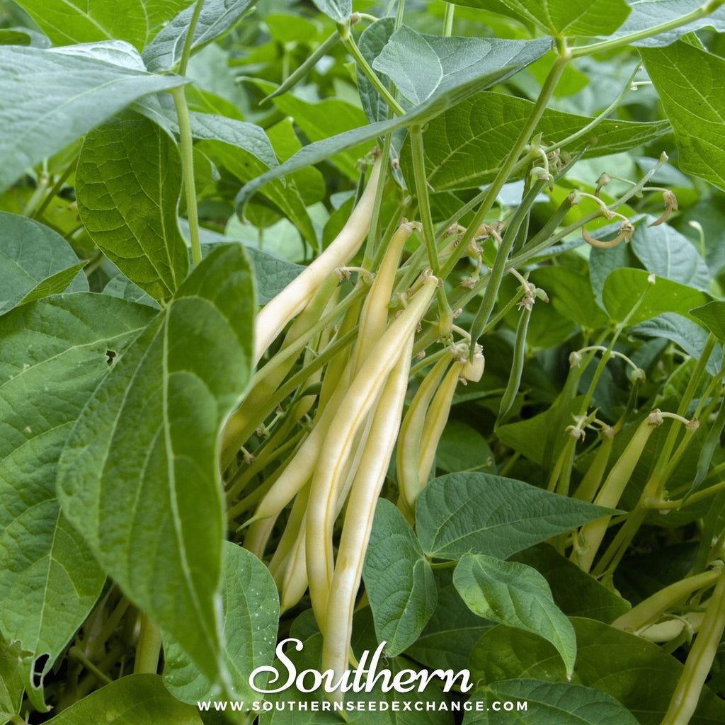 Gold Rush Bean (Bush) – 30 Seeds