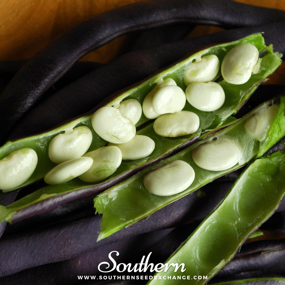Royal Burgundy Bean (Bush) – 50 Seeds