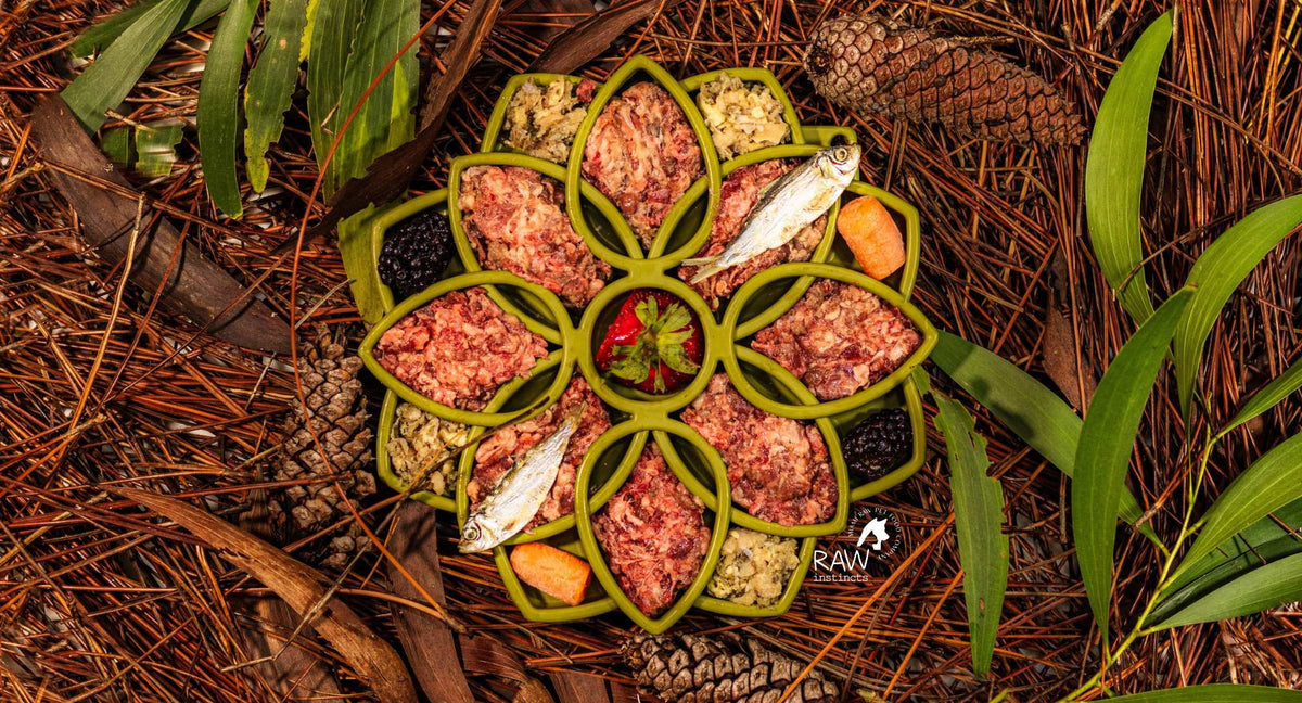 Raw Beef & Wild-Caught Salmon + Veggies w Fruit Meal Blend for Cats & Dogs — Prey Model Raw | Raw Instincts Florida