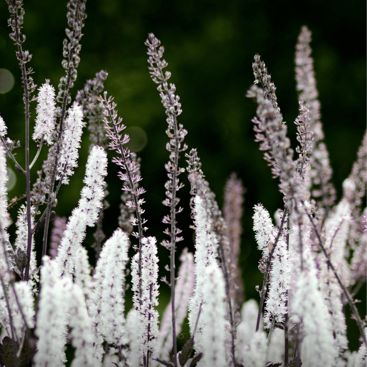 Black Cohosh (Bugbane) – 25 Seeds