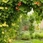 Black Eyed Susan Vine Mix – 50 Seeds