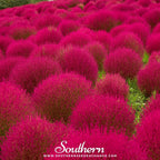 Burning Bush – 100 Seeds