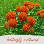 Pollinator Wildflower Bundle | Tall & Short Mini Mixes | Prairie Legacy Inc.