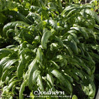 Mibuna Chinese Cabbage – 100 Seeds