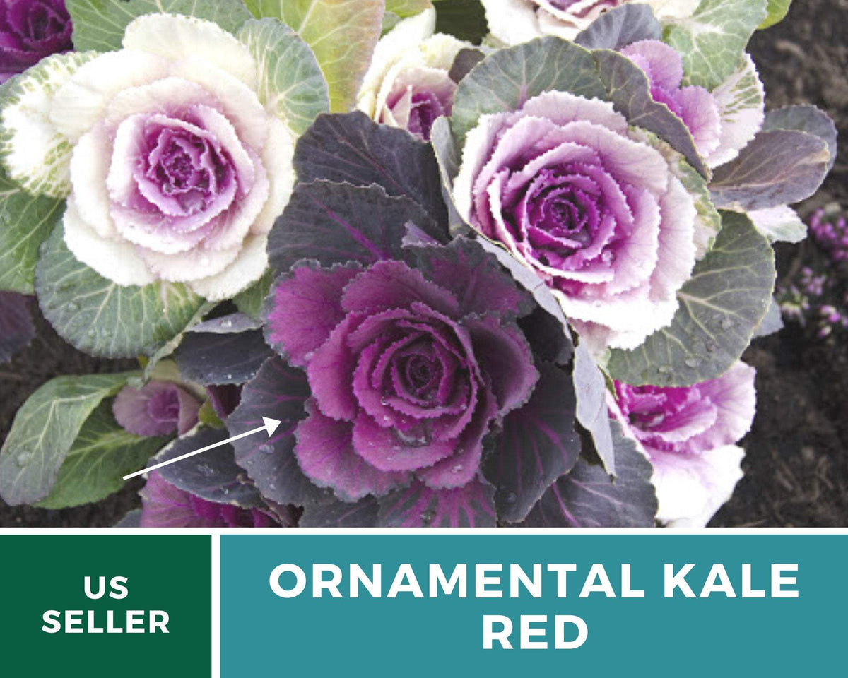 Red Ornamental Cabbage – 10 Seeds