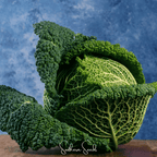 Savoy Cabbage – 100 Seeds
