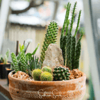 Cactus Mix – 30 Seeds