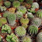 Cactus Mix – 30 Seeds