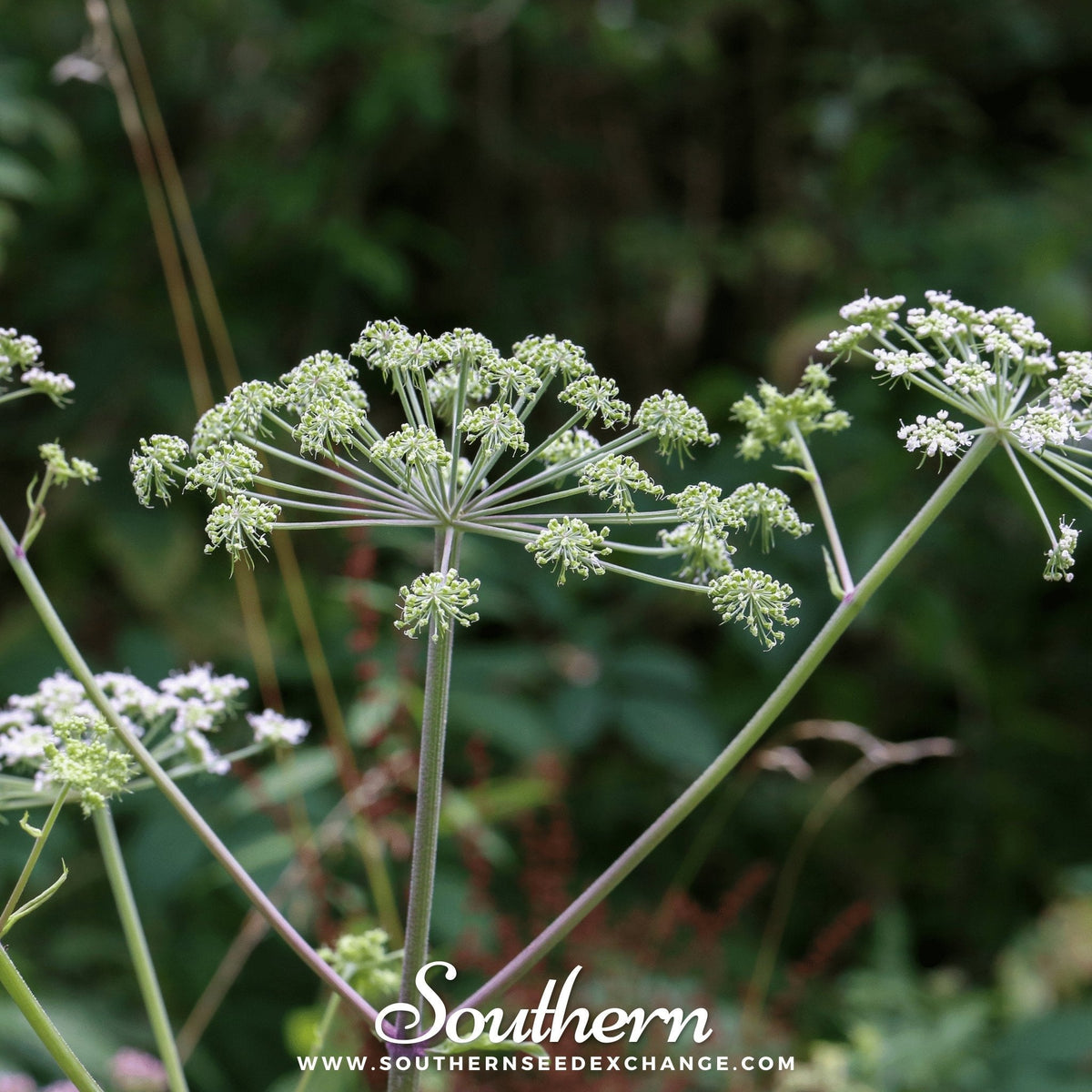 Caraway – 150 Seeds