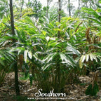 Black Cardamom – 10 Seeds