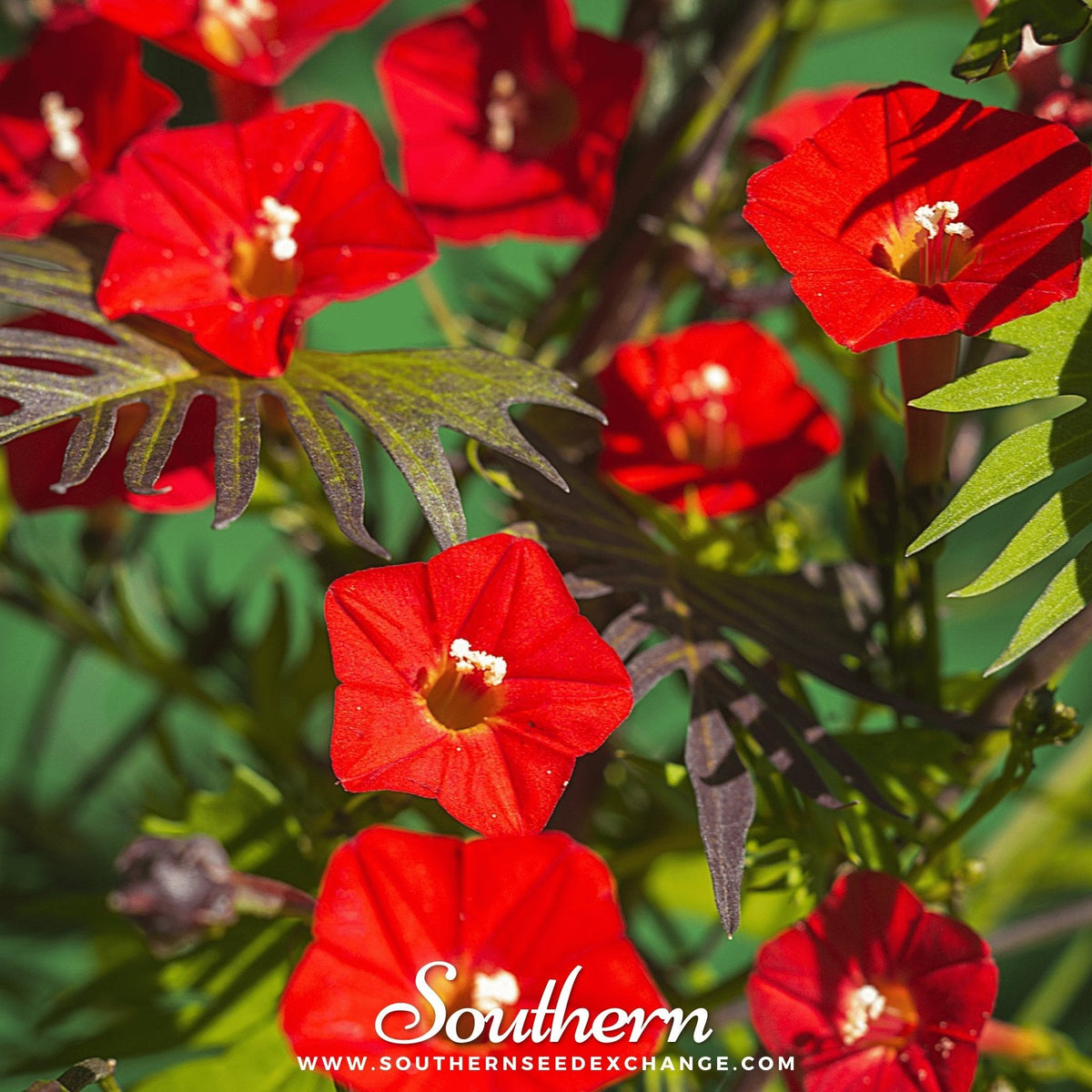 Cardinal Climber – 30 Seeds