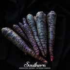 Cosmic Purple Carrot – 250 Seeds