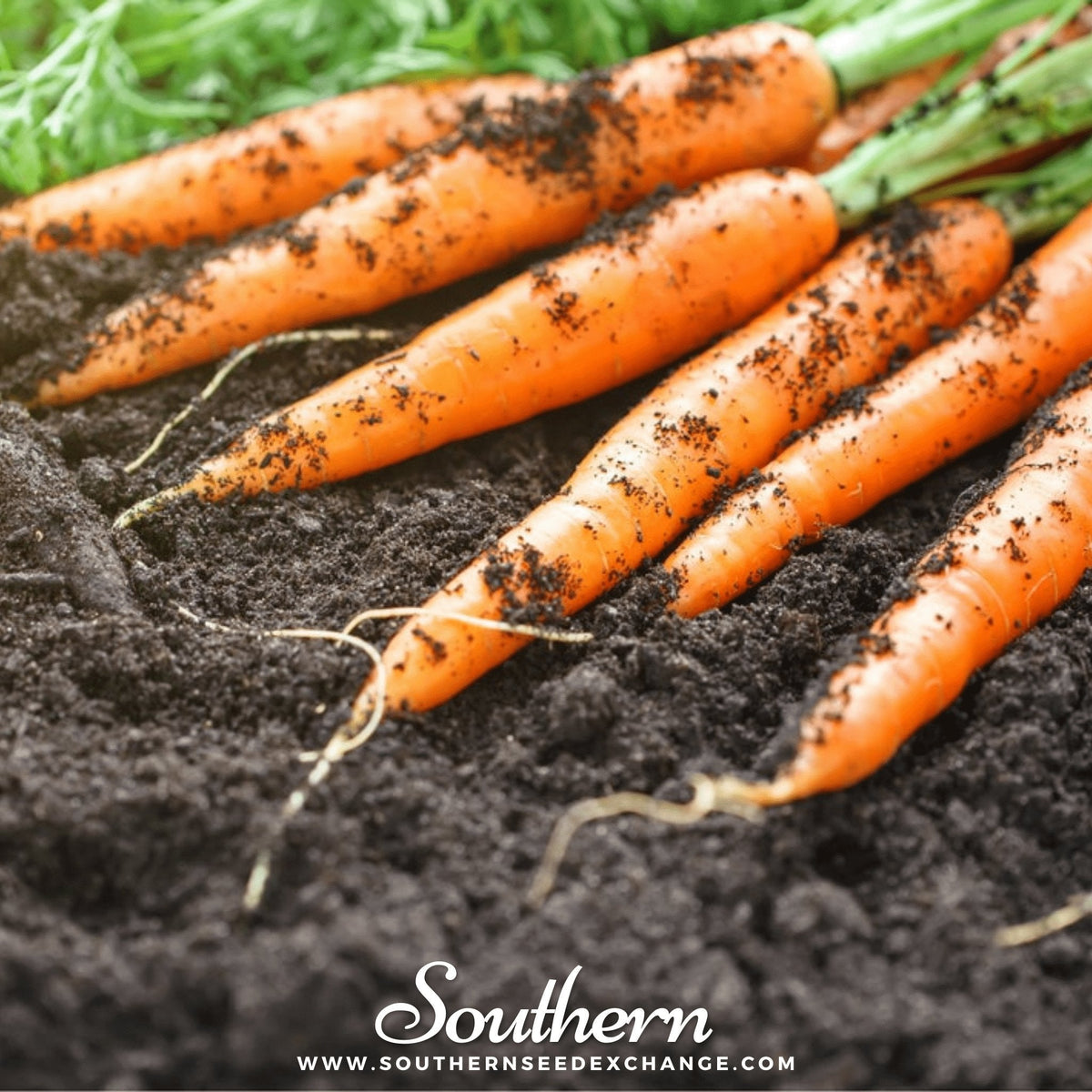 Tendersweet Carrot – 250 Seeds