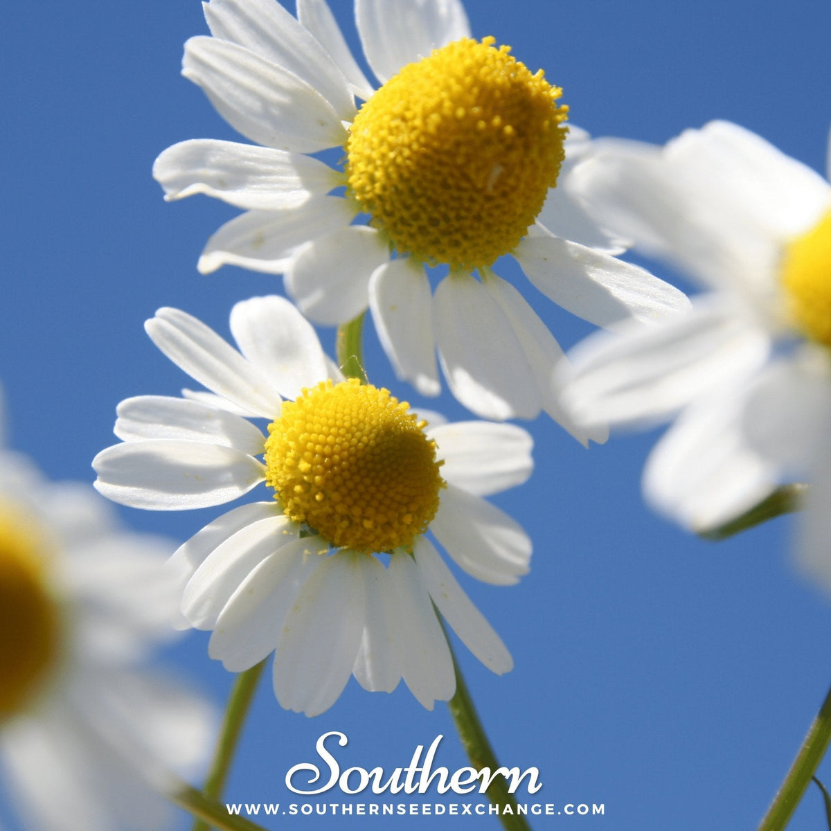 German Chamomile – 200 Seeds