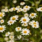 Roman Chamomile – 300 Seeds