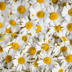 Roman Chamomile – 300 Seeds
