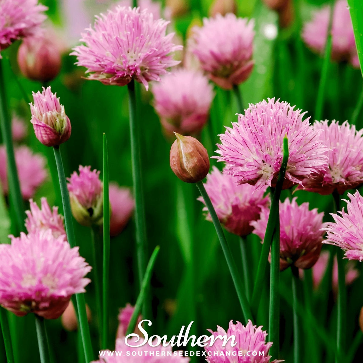 Chives – 100 Seeds