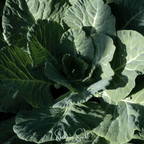 Georgia Collard Greens – 100 Seeds
