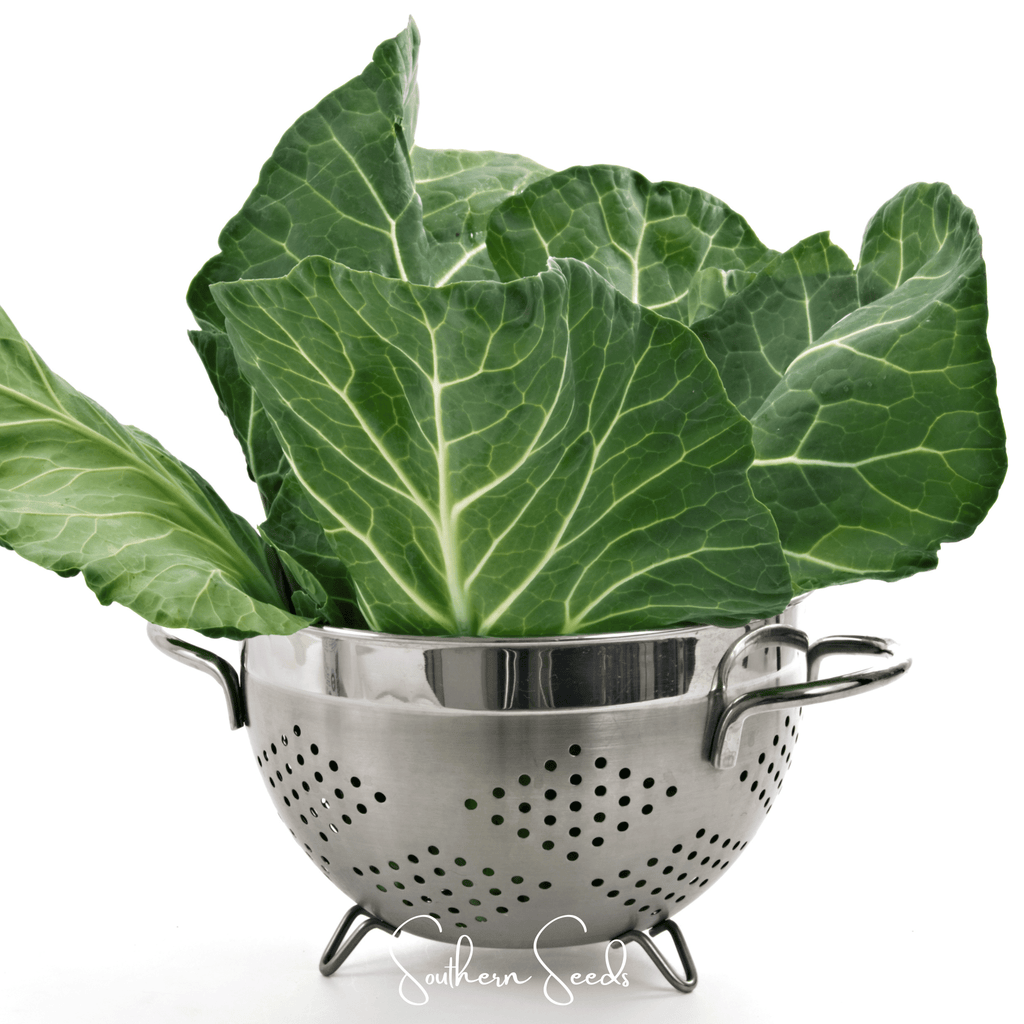 Georgia Collard Greens – 100 Seeds