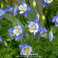 Colorado Blue Columbine – 100 Seeds