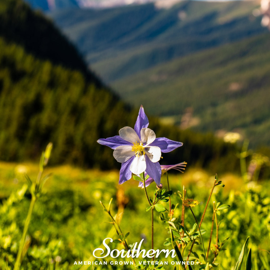 Colorado Blue Columbine – 100 Seeds