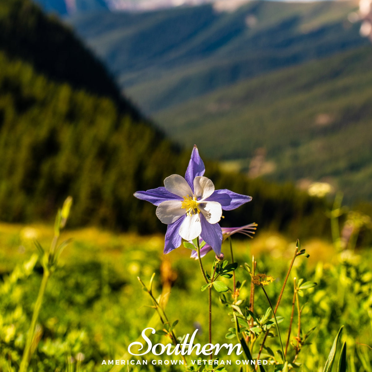 Colorado Blue Columbine – 100 Seeds